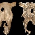 Salapärane trepanatsioon: 5000 aasta tagused inimesed puurisid miskipärast lehma koljusse augu