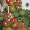 VIDEO: Vaata, kuidas kasvatada oma kodusel köögiaknalaual mõnusaid tomateid ja kurke!