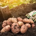 SPETSIALIST SOOVITAB | Neid Eestis aretatud kartulisorte kasvatades ei pea kindlasti pettuma!