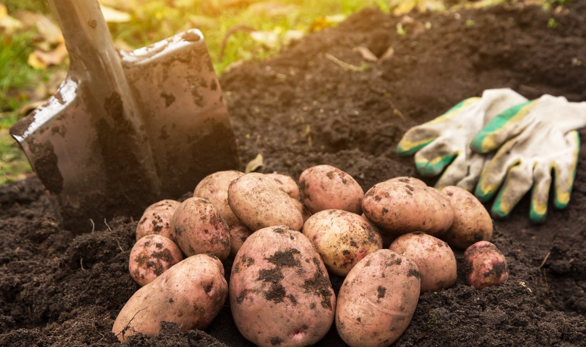 Korraliku kartulisaagi saamiseks on oluline ka sordivalik.