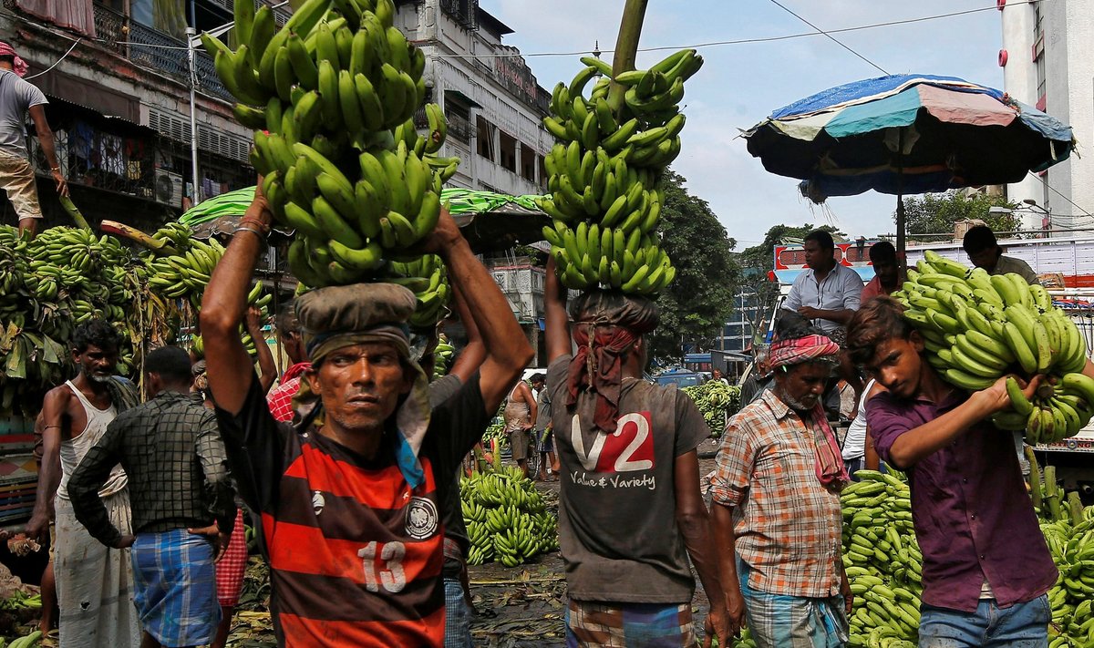 KOLLANE LEIB: Kolkata töölised laadivad turule müügiks minevaid banaane veoautodele.
