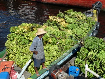 OHUSTATUD KAUP: Banaanivedu mööda Amazonast. Lõuna-Ameerikasse pole Panama haigus veel jõudnud, kuid teadlased kardavad, et selle juhtumine on vaid aja küsimus.