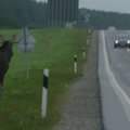 На шоссе Таллинн-Нарва лось выбежал под колеса автомобиля: два человека в больнице