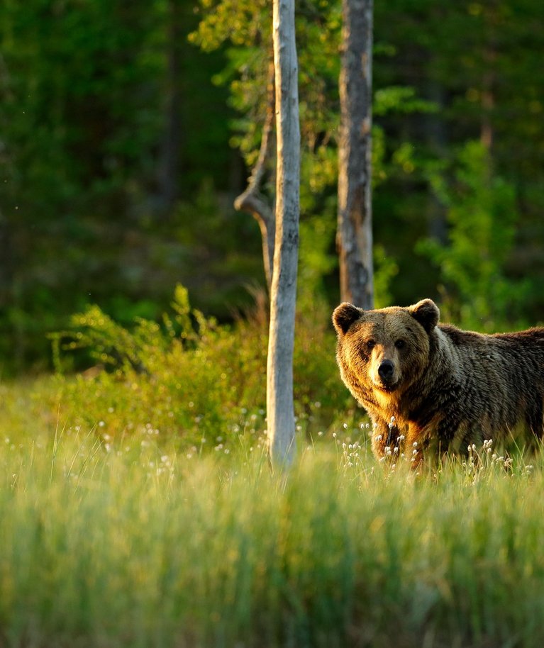 Pildil olev karu ei ela Hiiumaal, vaid Soomes.