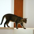 Kummaline käitumisharjumus: miks kassid vahetpidamata oma tagumikku inimese nina alla sätivad?