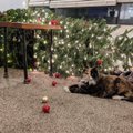 ФОТО | Наташ, мы все уроним! Котики выходят на тропу войны против елок