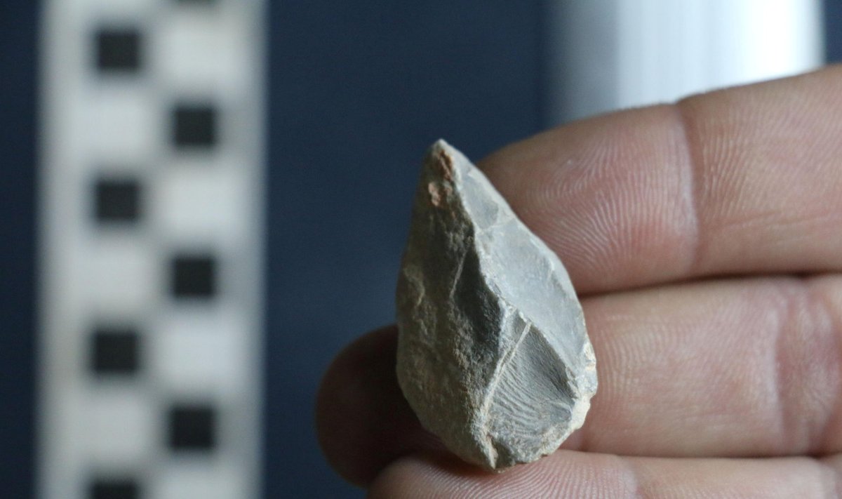 Koopast leitud nooleots (Foto: REUTERS / Scanpix)