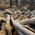 Kiviaja pidusöök: Mehhikos leiti 14 000 aastat tagasi nahka pistetud mammuti luud