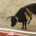Verine vaatemäng taandub areenilt: härjavõitluse populaarsus on drastiliselt langenud