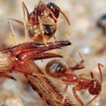 Vihane võitlus: Hullsipelgad kasutavad tulisipelgate vastu salarelva