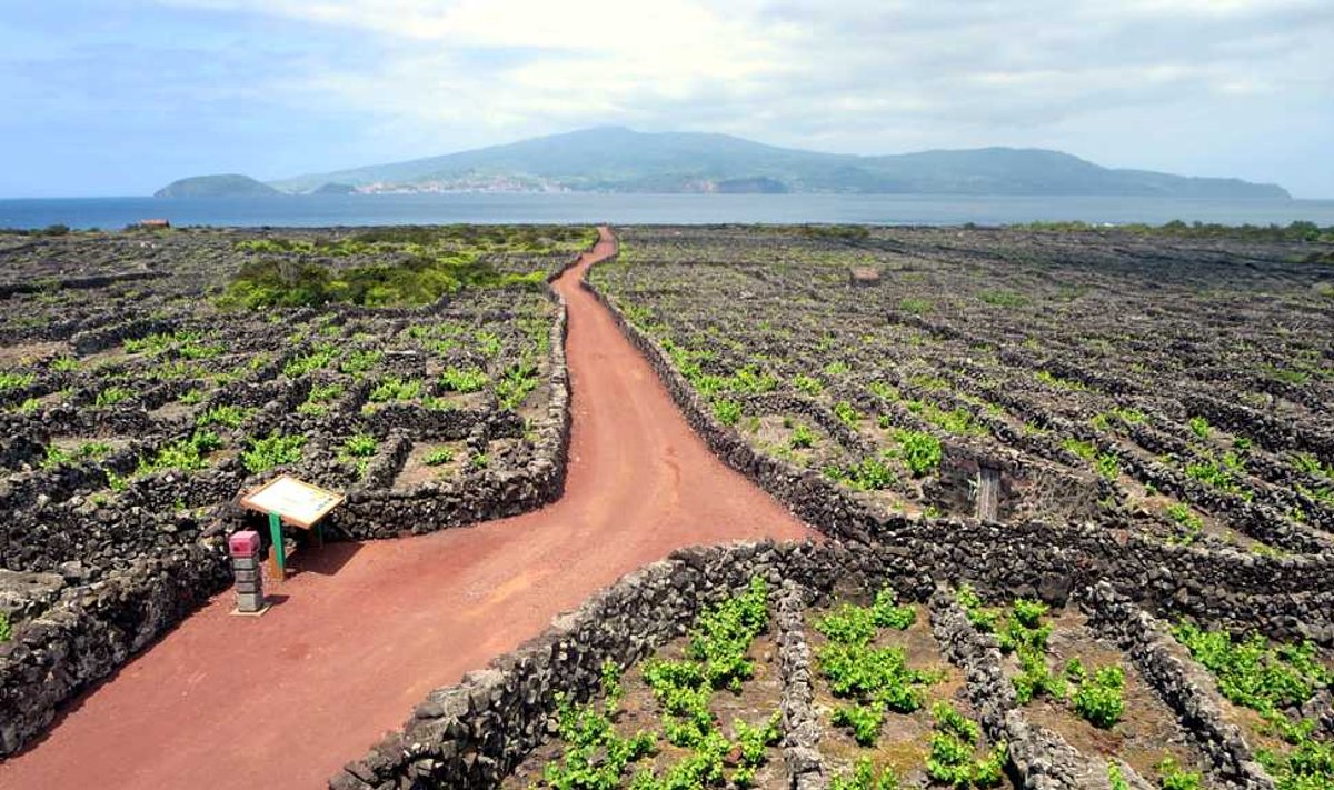 Veinikasvatused Portugali Assoori saarestiku Pico saarel.