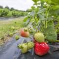 Kui oluliseks peate maasika päritolu?