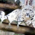 Emast eraldatud lumeleopardipojad arenevad inimestest kasuvanemate käe all kiiresti