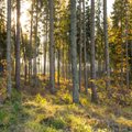 Kas Eestis on ürgmetsad või põlismetsad?