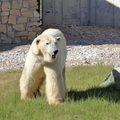 Tallinna loomaaia jääkaru Nord on meie seast lahkunud