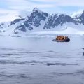 ВИДЕО | В Антарктиде пингвин спасся от косаток, запрыгнув в лодку с туристами
