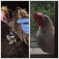 VIDEOLUGU | Munatööstusest päästetud kana totaalne muutumine: hingevaakuval kanal puudusid suled, tema munetud munal puudus ka koor