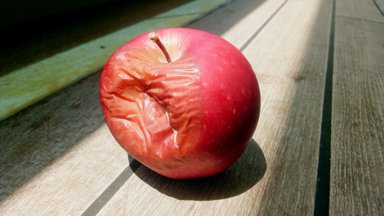 Порченые яблоки смертельно опасны – миф или правда? Разбираем с доктором химических наук 