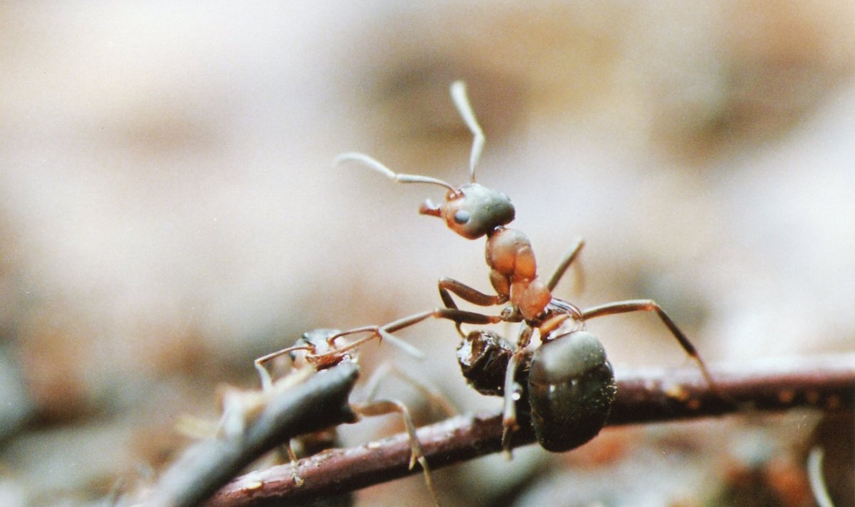 Üsnagi ohutu välimusega sipelgad.