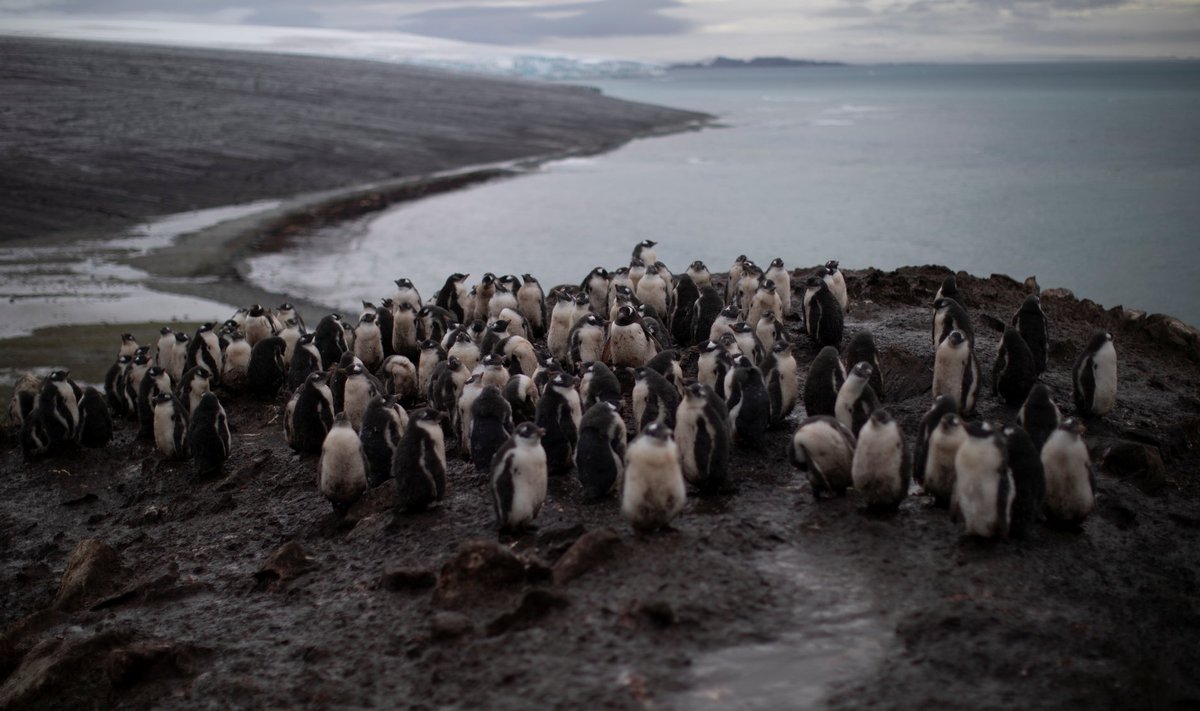 Valjaspingviinide koloonia