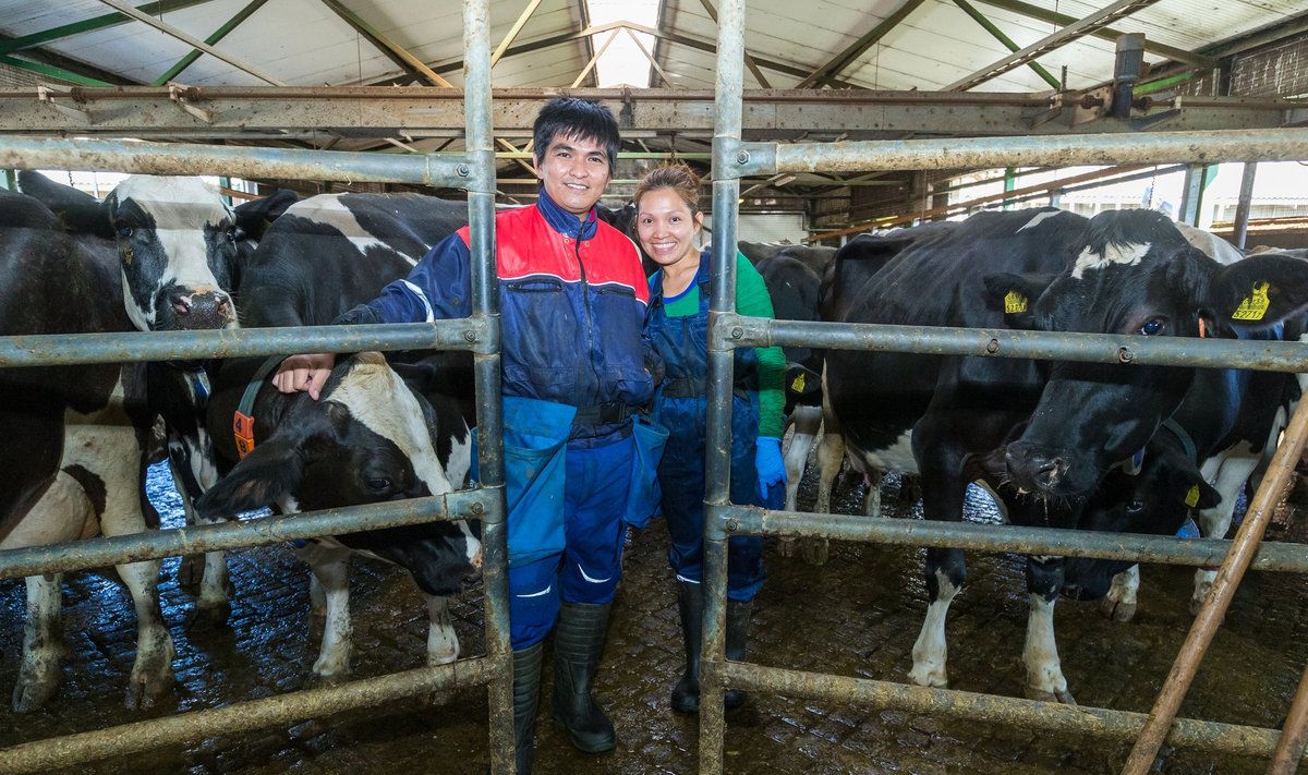 Jovel Bagayo ja Marilou Bagayo-Luks leiavad, et rekordilise piimanniga lehmasid pidav ettevõte pole Joveli suhtes ausalt käitunud. Augustikuine pilt.