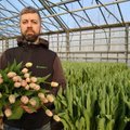 Eesti lillekasvatajad loodavad, et kauplemispiirangud ei jäta naisi 8. märtsil õiteta