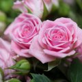 Таллиннский ботанический сад избавился от старой коллекции роз. Что с ними стало?