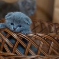 Tipp ja Täpp: tühjast laudast päästetud imepisikesed kassipojad vajavad abi, et avada oma silmad