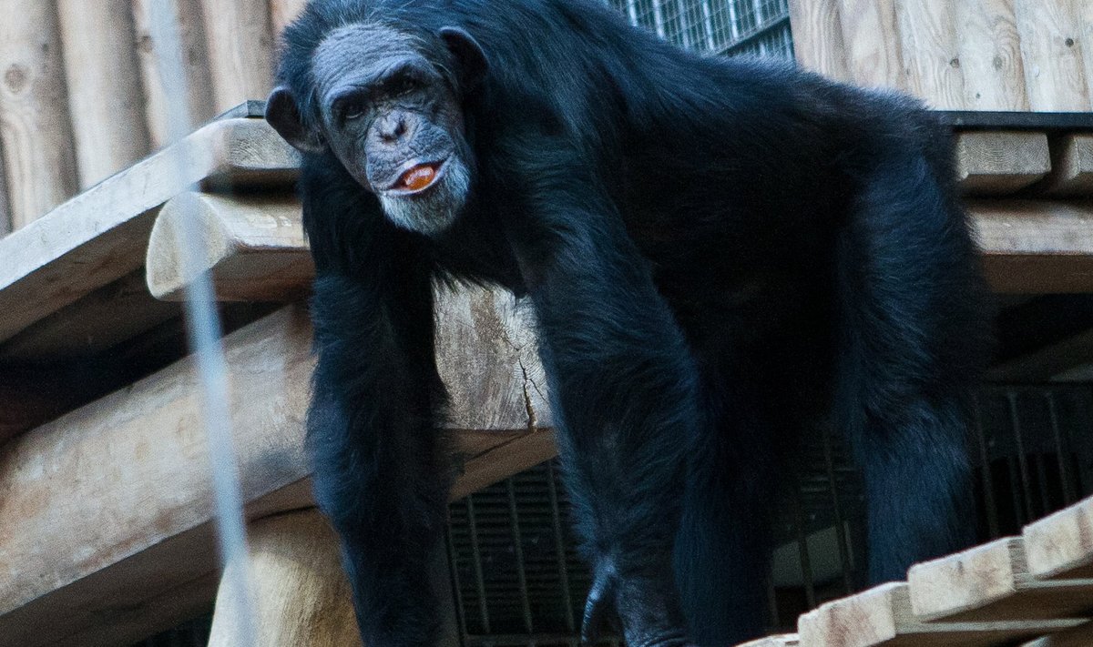 Tallinna loomaaias on vaktsineeritud šimpansid.
