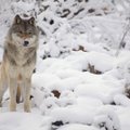 Eesti loomakaitsjad astuvad Norra huntide kaitseks välja