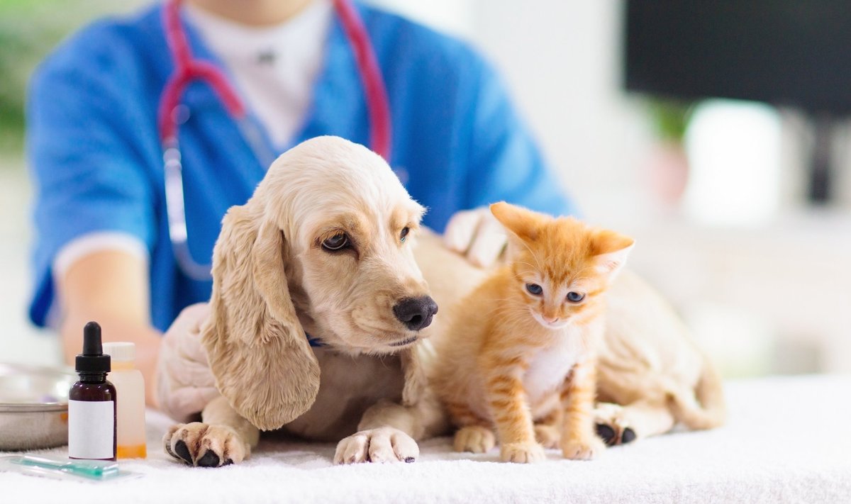 Koeri ja kasse tuleb vaktsineerida marutaudi vastu vähemalt iga kahe aasta tagant.