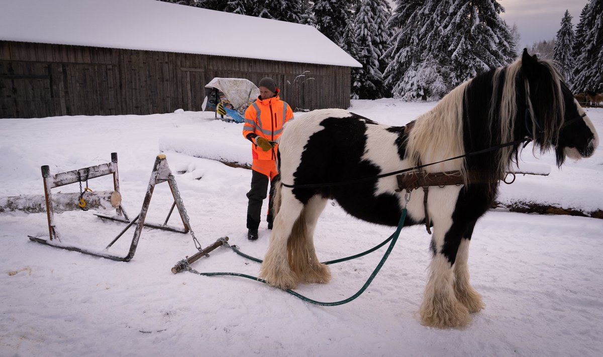 Sven Aluste kasutab palkide kojuveoks hobust, kelle jaoks on valmistatud toridest painutatud jalastega palgikelk.