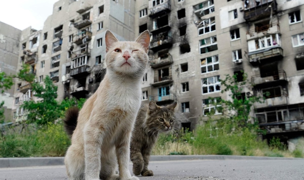 Коты на фоне разрушенных жилых домов в Мариуполе
