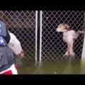 Jahmatav VIDEO | Vabatahtlikud päästsid orkaan Florence küüsi langenud koerad viimasel hetkel
