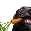 Värskendavad vahepealad: veterinaarid soovitavad maiuspalasid, mida koerale palaval suvepäeval pakkuda
