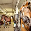 Tamm: Ajalooline Tori hobusekasvandus tuleb säilitada