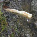Saaremaa firma tuleb turule uue kasemahlajoogiga