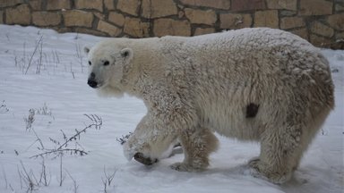 Как жаль! В Таллиннском зоопарке родились трое белых медвежат – все они умерли, не прожив и недели