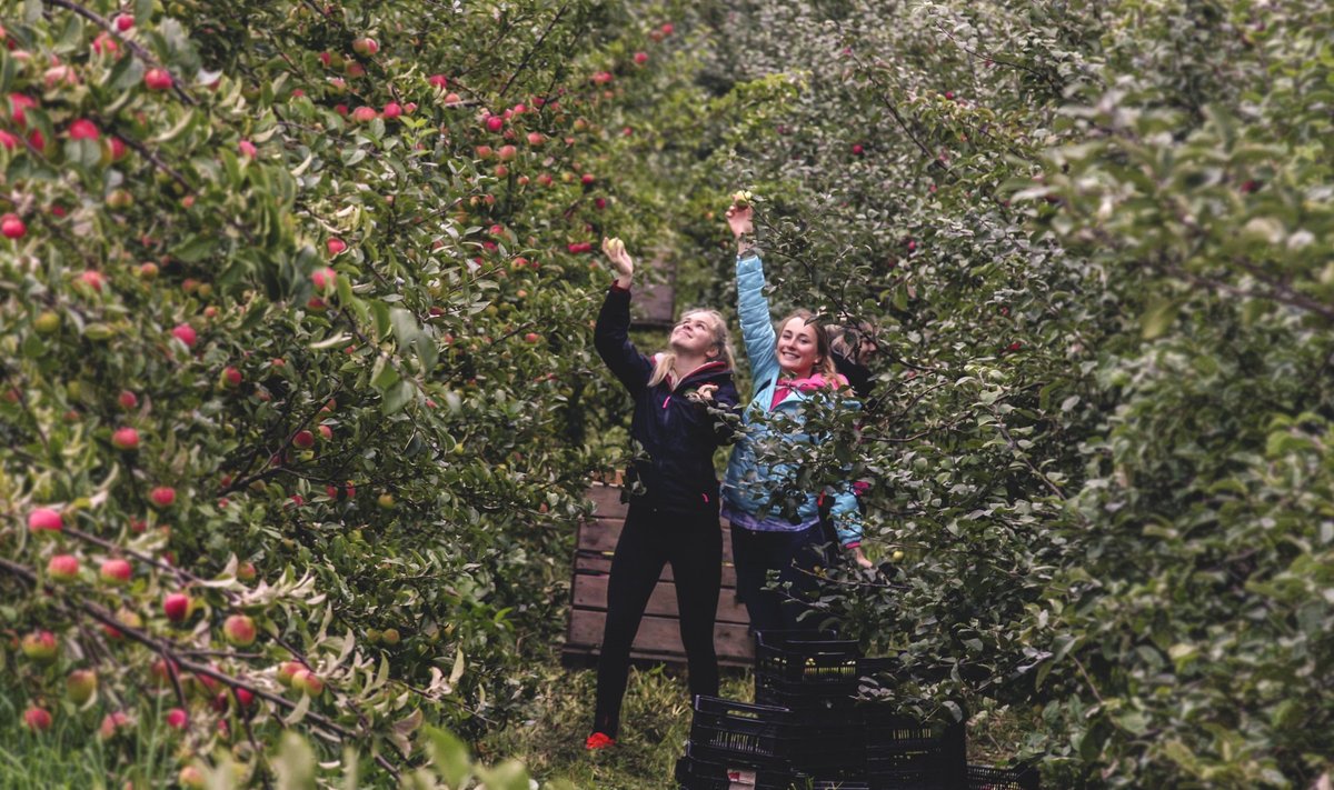 Simone Soomuste ja Elisa Litvin korjasid Orava talus rõõmsalt õunu üle viie tunni.