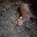 Piinamine jätkub? Loomakaitsjad süüdistavad VTA-d lehmad surnuks näljutanud taluniku soosimises