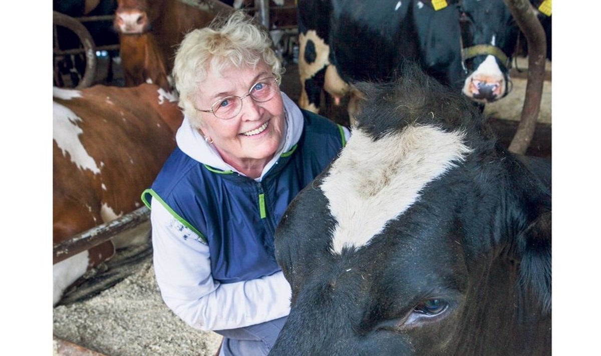 Maie Möldri  üks lemmikuid  on Eesti rekord- lehm Jacqueline,  kes on lüpsnud  peaaegu 19 tonni  piima aastas.