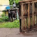 JULMAD KAADRID | Naha sisse kasvanud keti tõttu mitu aastat talumatut valu kannatanud koer vabastati viimaks