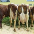 Eesti lehmad annavad Euroopas kõige rohkem piima