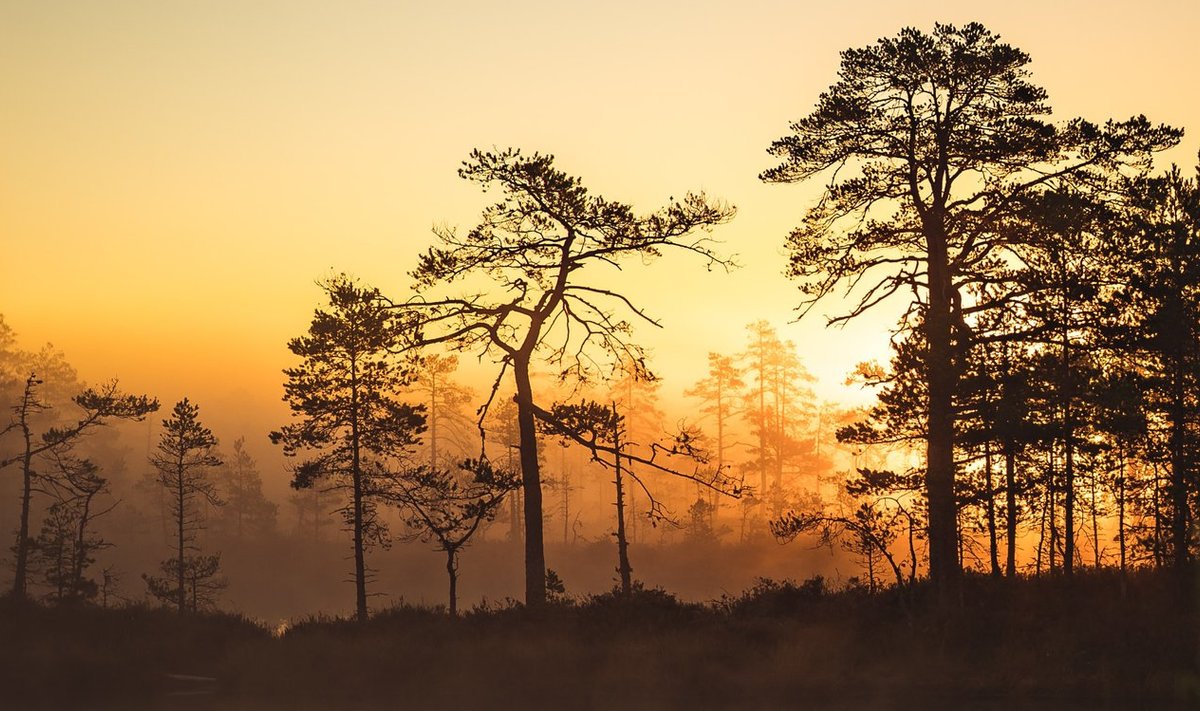 Single.Earth platvorm on ehitatud üles äärmiselt lihtsale loogikale, et igal maal on kindel väärtus meie planeedile – metsad näiteks seovad CO2, tekitavad liigirikkust, lasevad loomadel elada ja nii edasi.