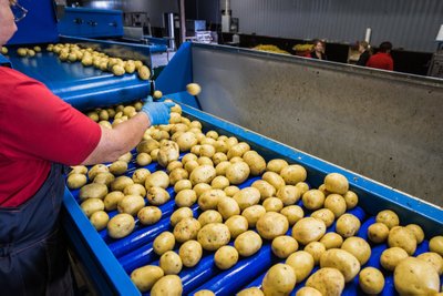 Pestud kartulid lähevad poodi müüki.