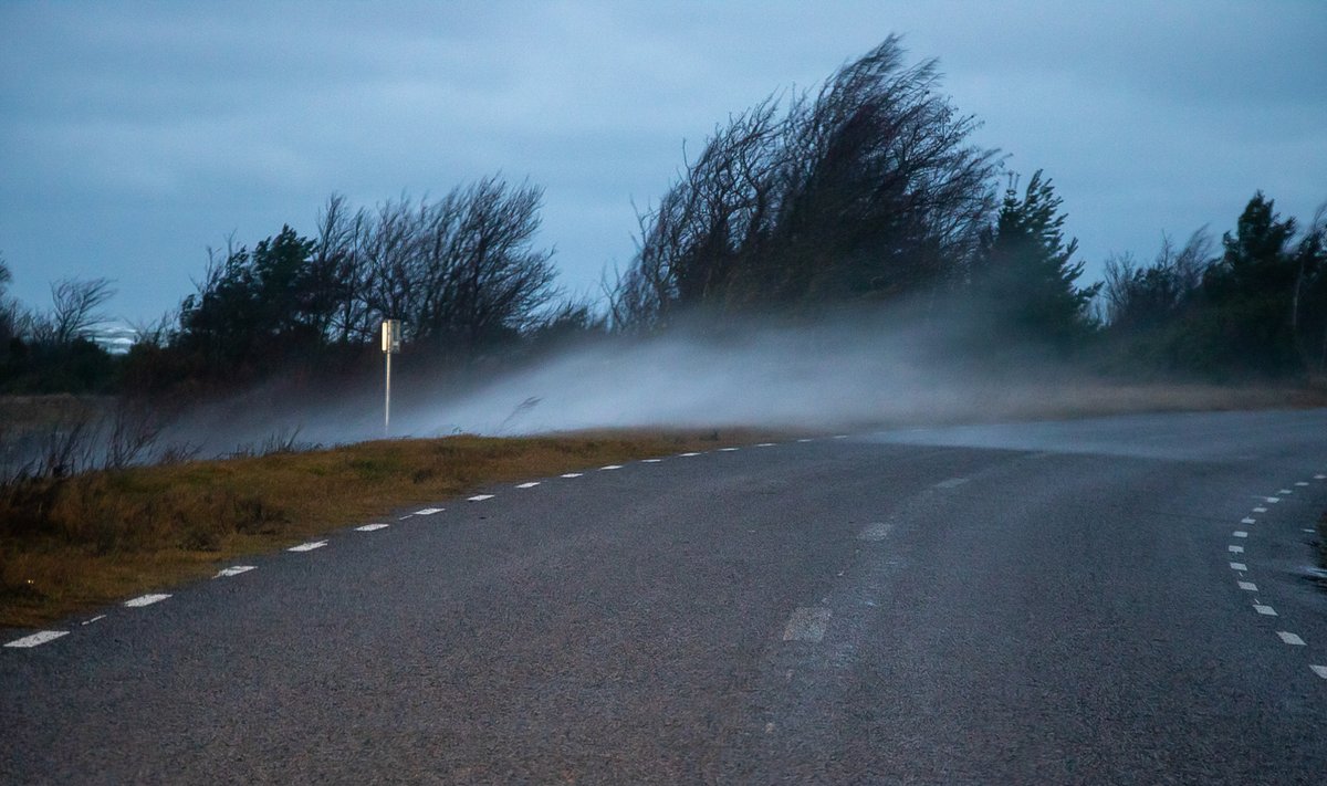 Torm Saaremaal, detsember 2019Mahalangenud puuoksad, tuule kiirus Sõrves 28,8 m/s, murdunud puud teel. 