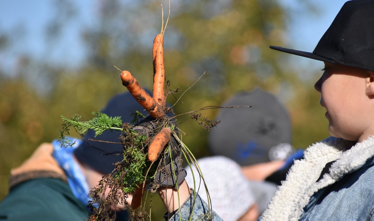 Saagikoristus värskes õhus. Porgandite üles võtmine.