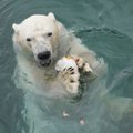 Белые медведи в Таллиннском зоопарке перепутали клетки 