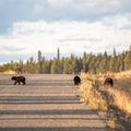 ВИДЕО | Встречи с медведями в Эстонии участились: смотрите, как трое косолапых гуляют по шоссе