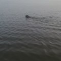 Hämmastav VIDEO | Paadiga Pihkva järvel patrullinud piirivalvurid kohtusid karuga